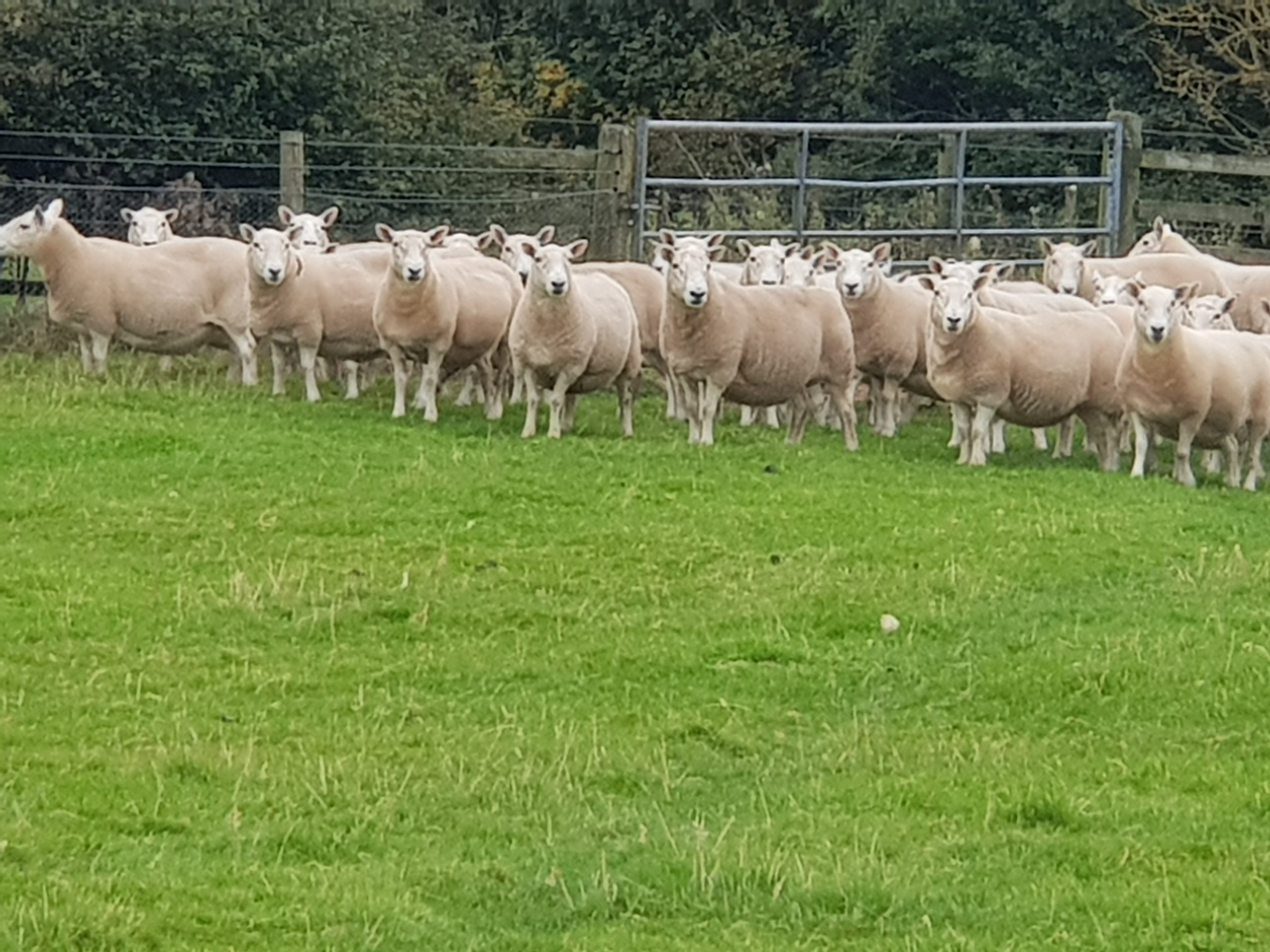 67 - 4 crop warr pic