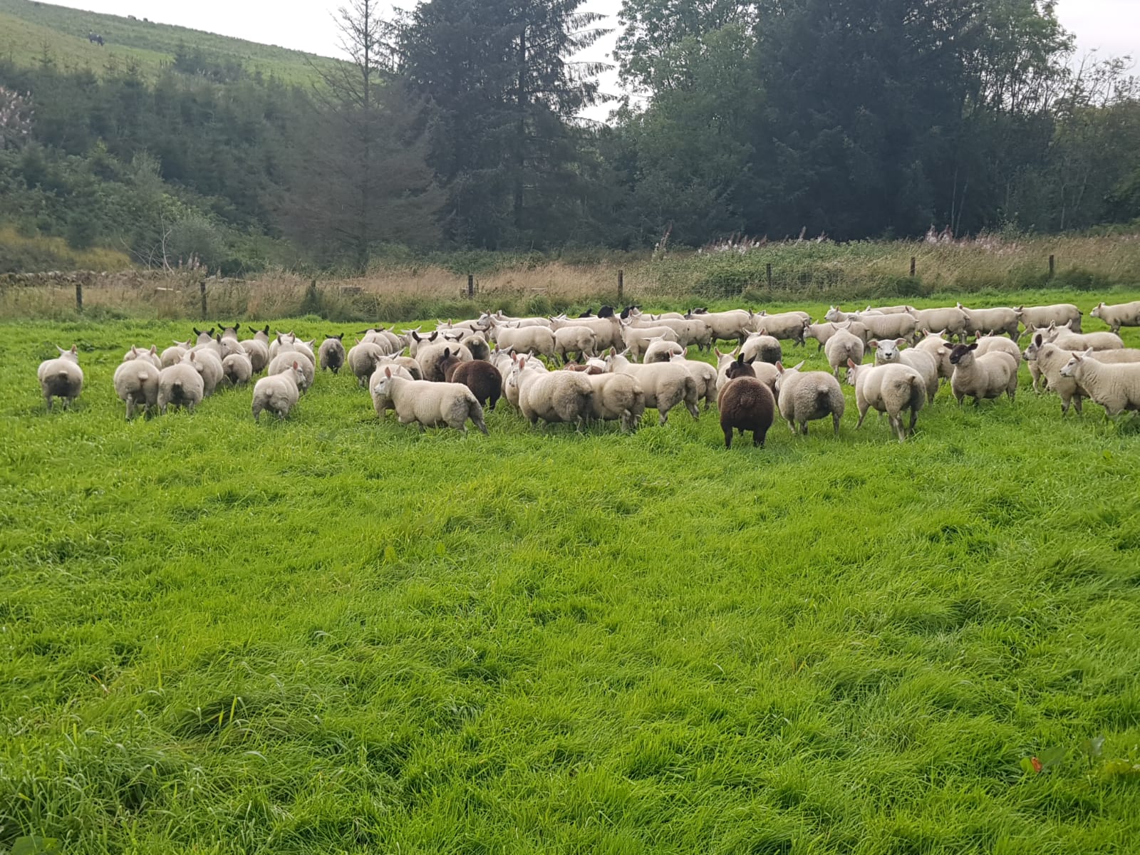 IMG-20240831-WA0002 - beltex x pic