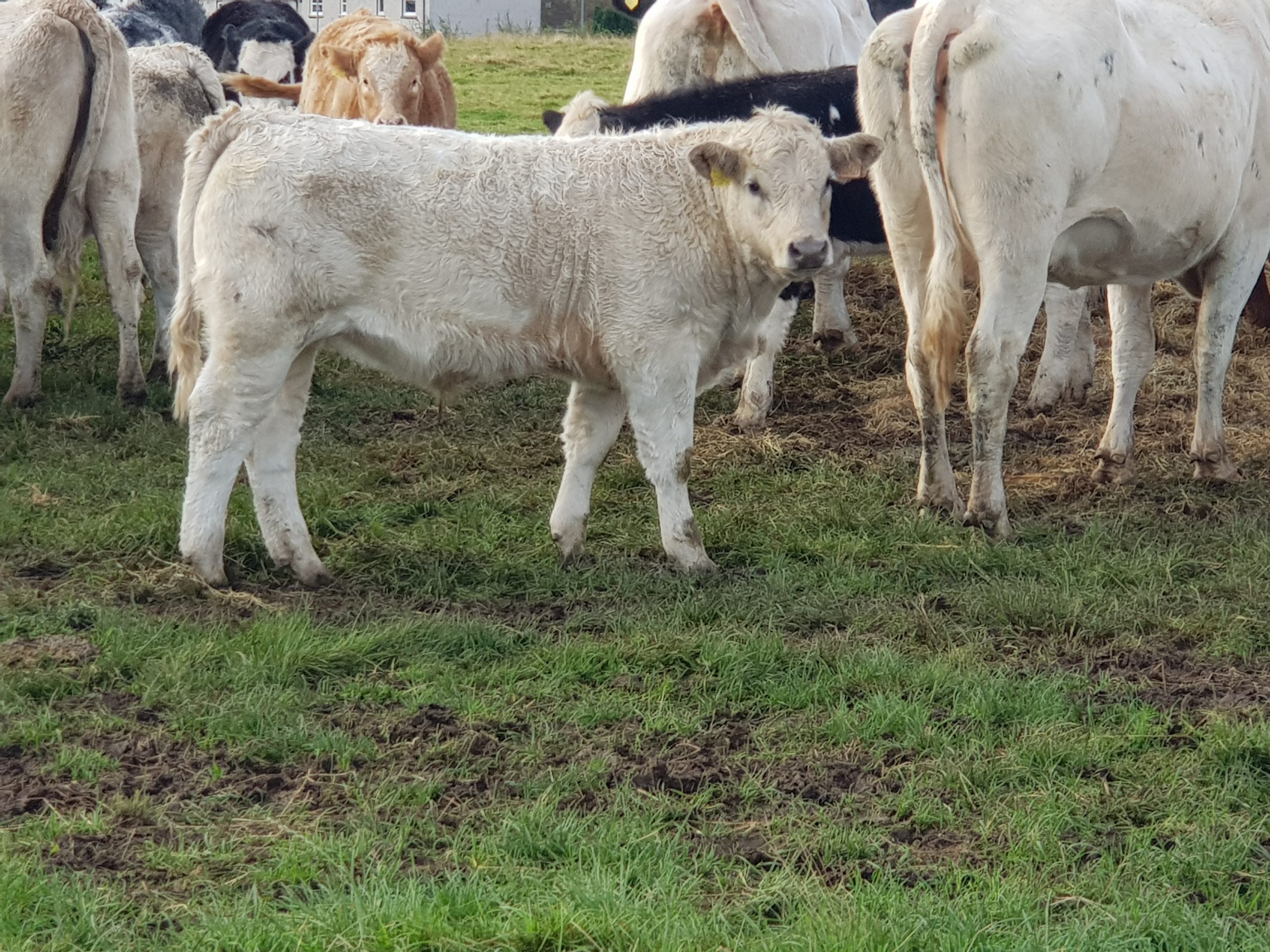 20241011_105402- Douglas 1