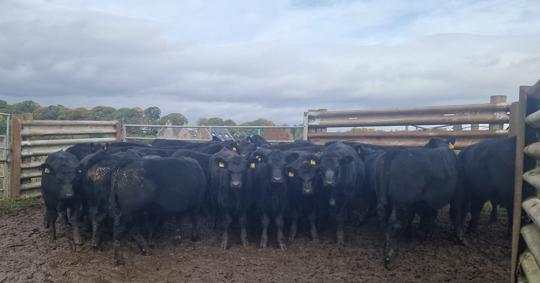 WhatsApp Image 2024-10-19 at 16.49.12- Richard Still