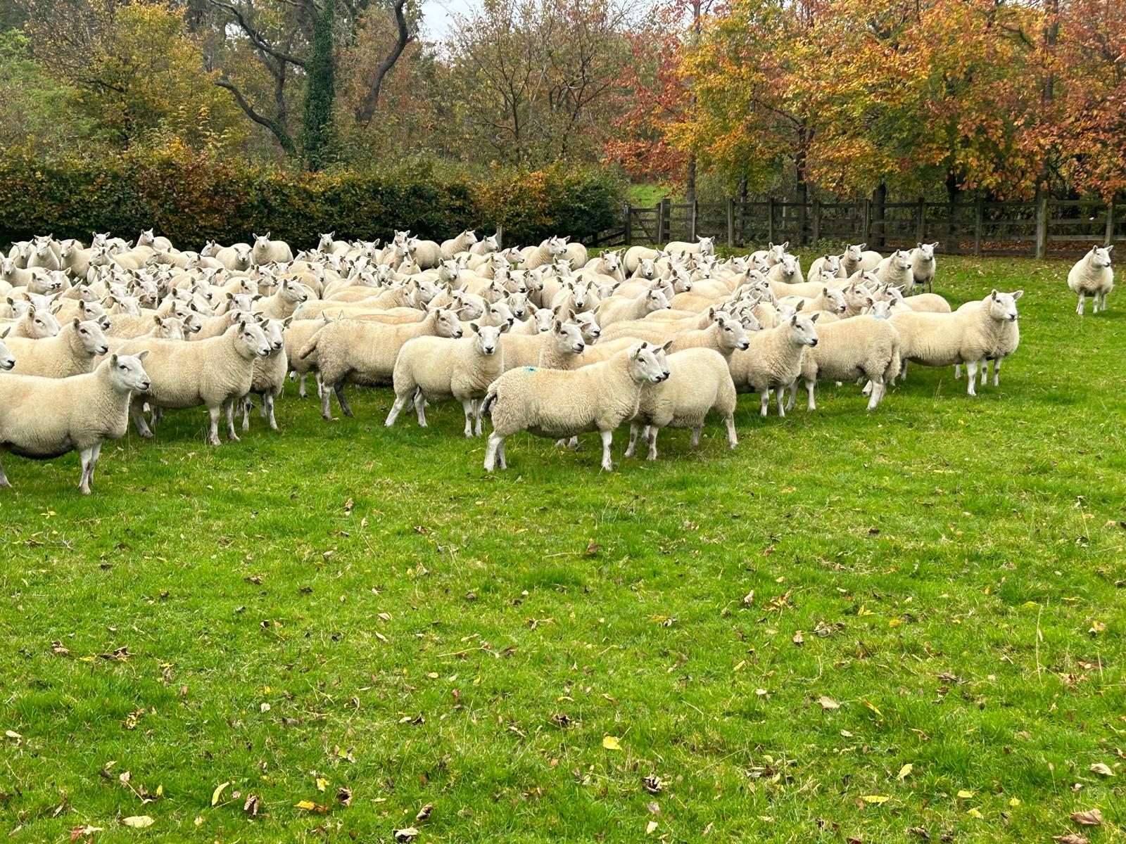 WhatsApp Image 2024-10-26 at 13.19.58  Michael 1