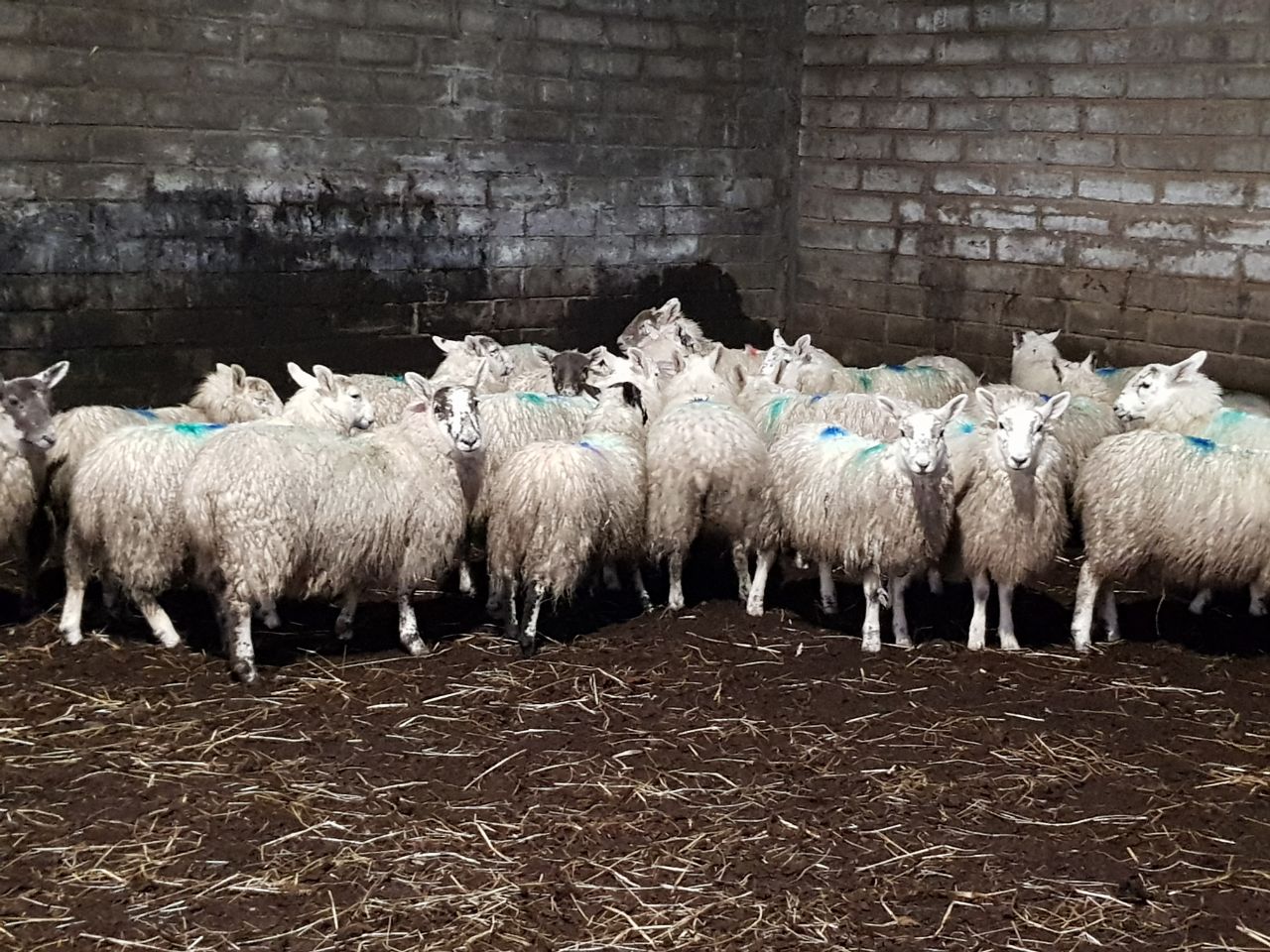 photo_2024-12-23_17-51-16 - mule 1