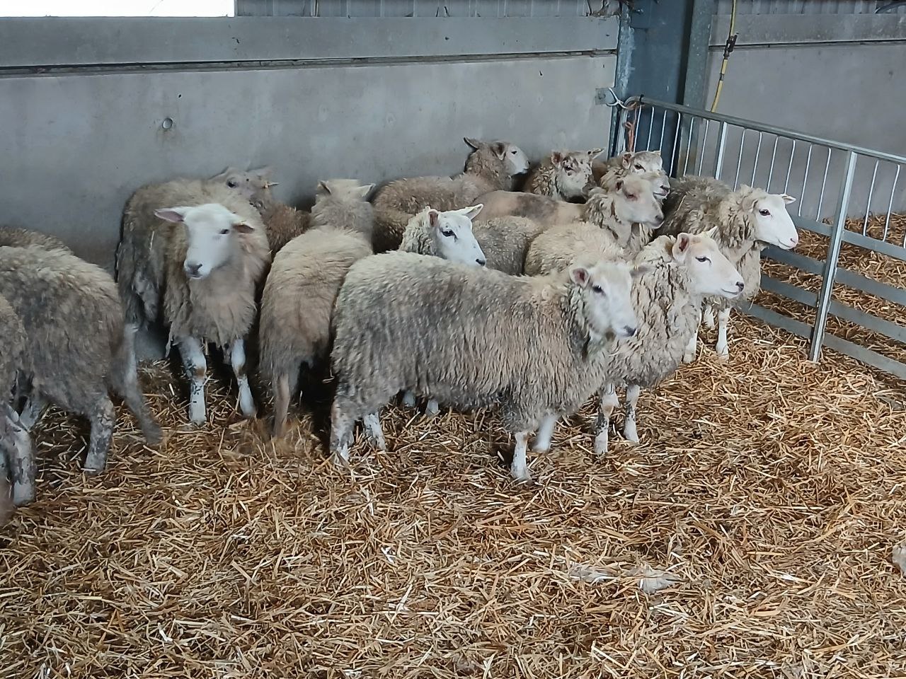 photo_2025-03-13_11-32-32 - Ian 1