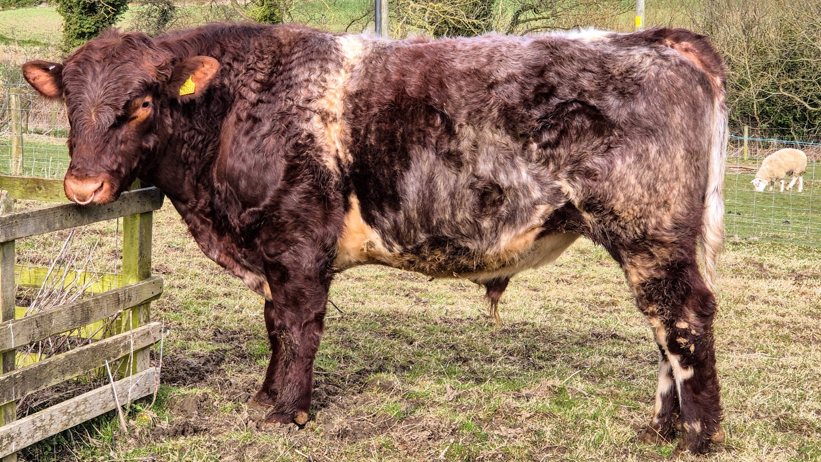 WhatsApp Image 2025-04-27 at 21.58.05 - tom 2