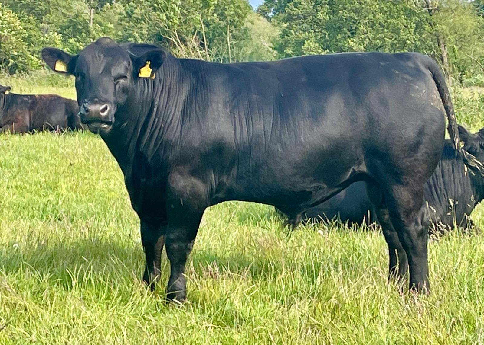 Harry Bull 1