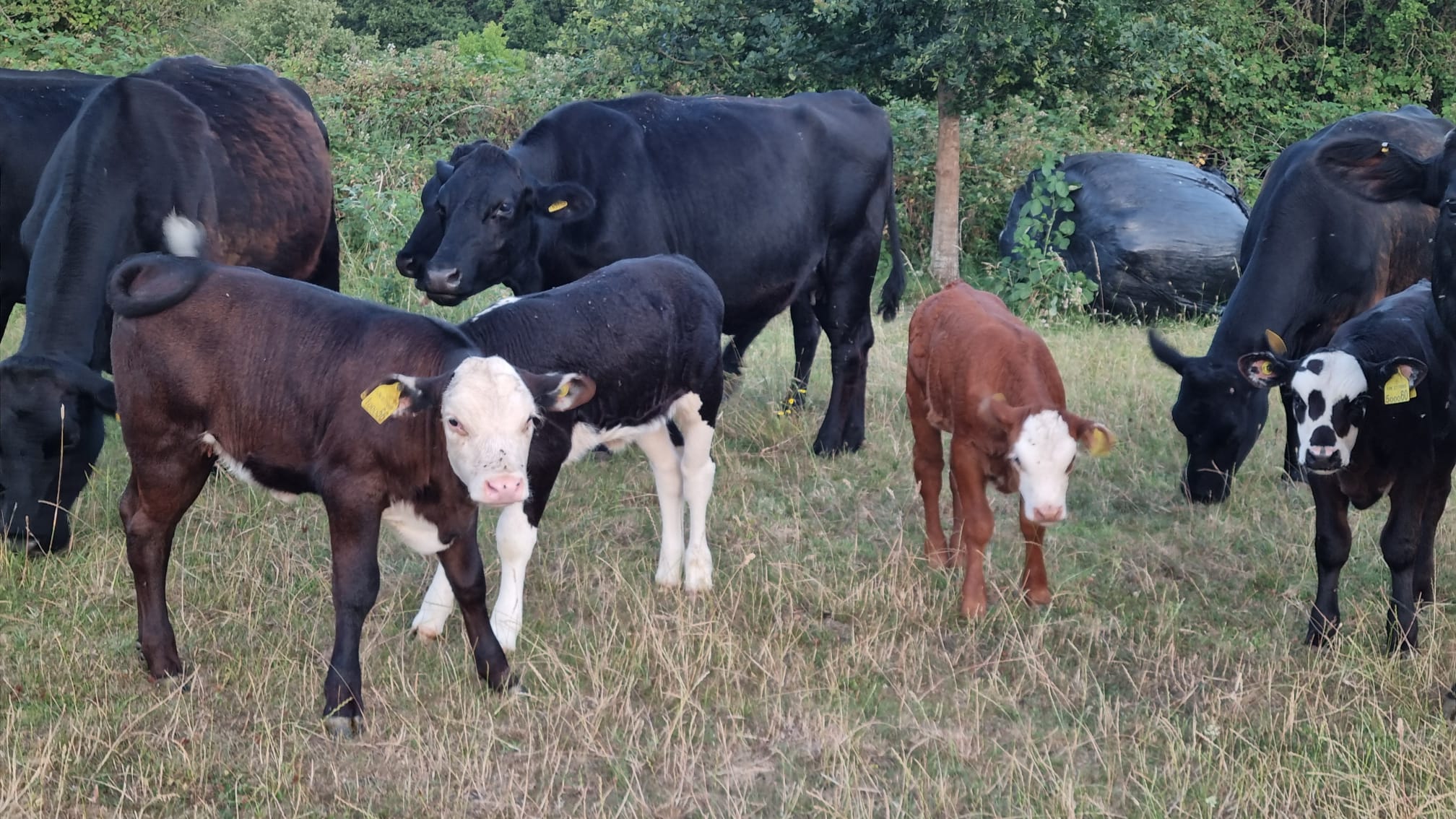 WhatsApp Image 2025-07-18 at 14.00.47 - 6