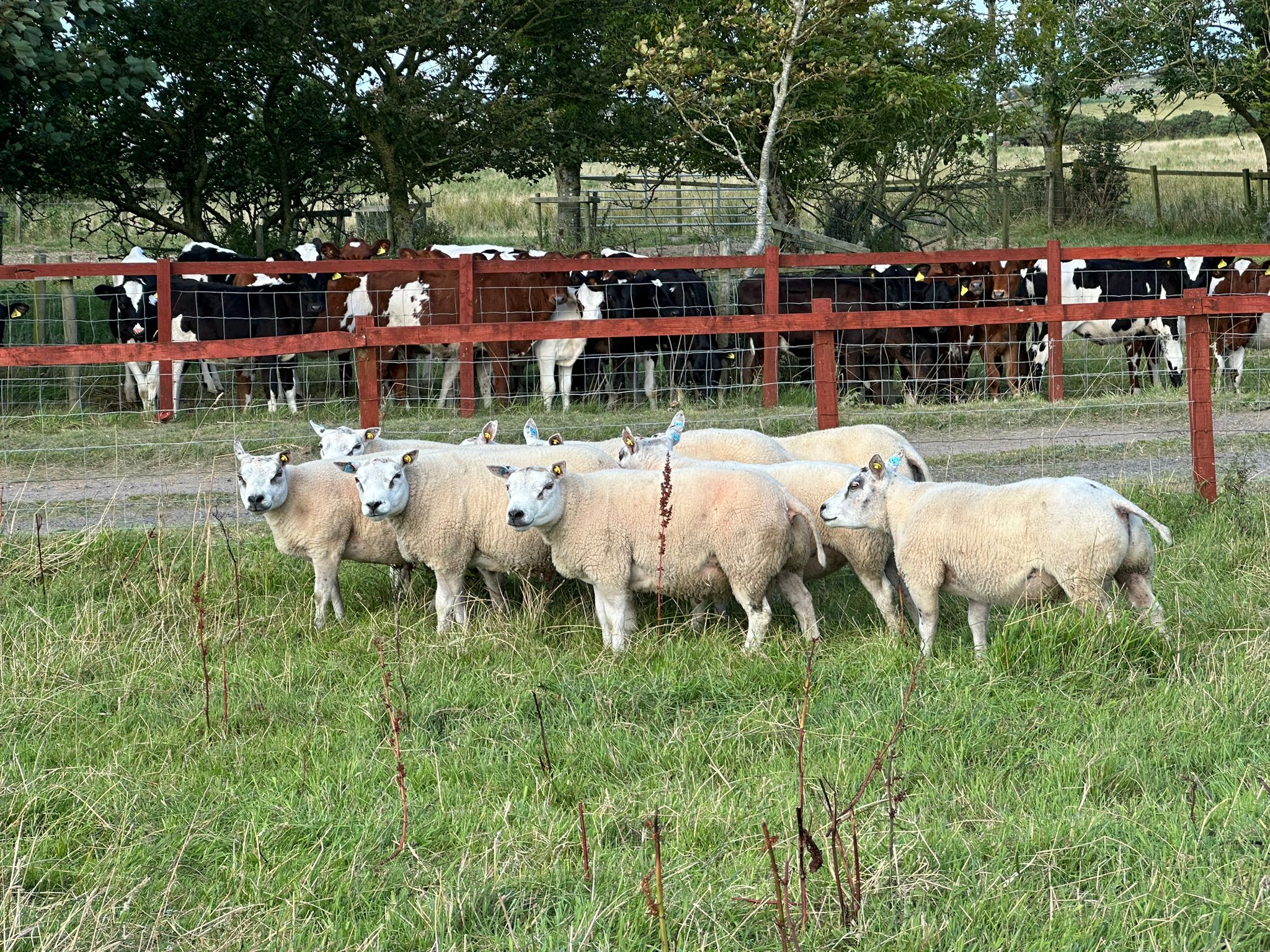 IMG-20250819-WA0007 - Craig 1