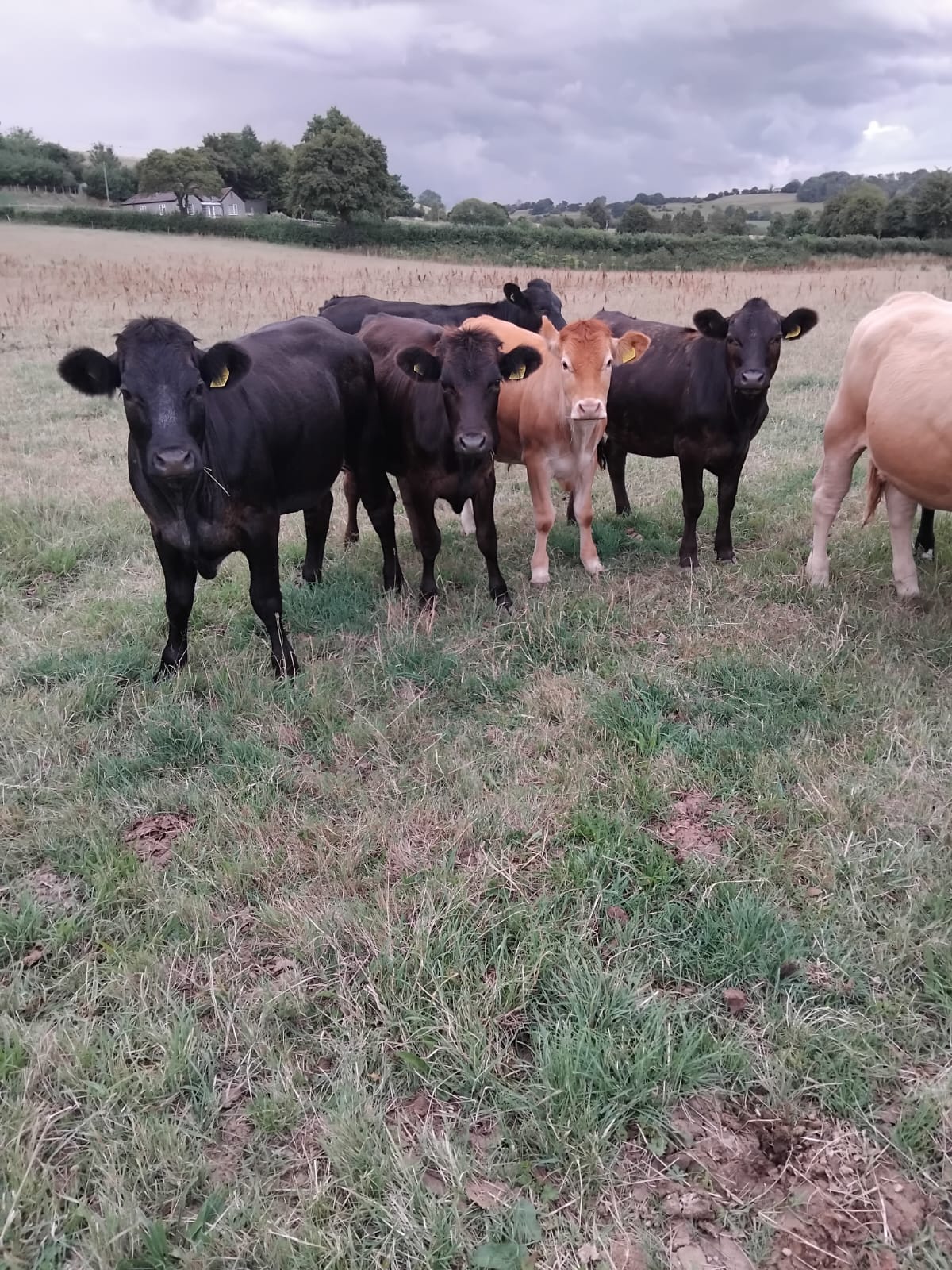 WhatsApp Image 2025-08-05 at 18.57.34 Will 4