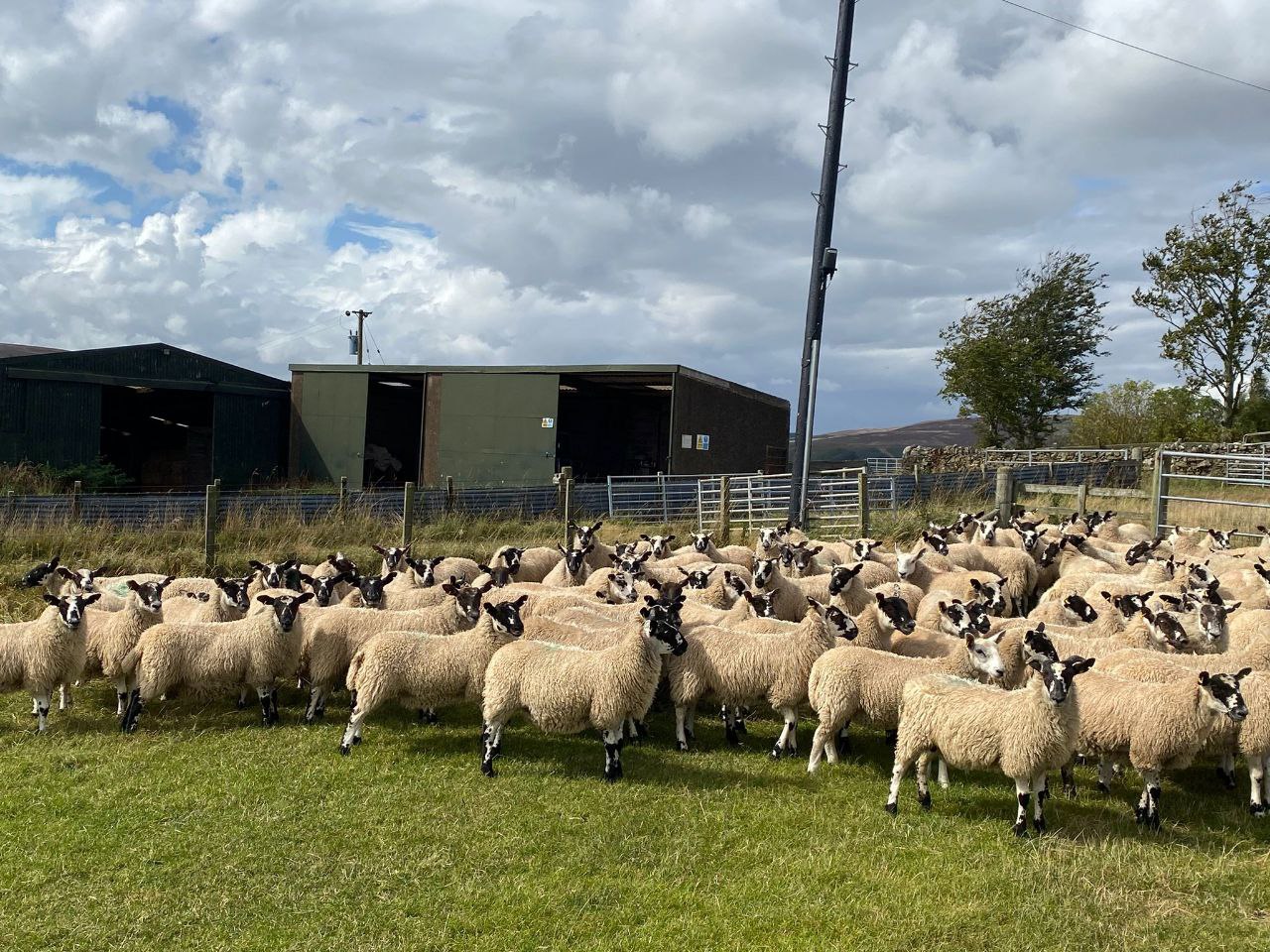photo_2025-08-28_10-40-44 - Mule Wedder Lambs Pic