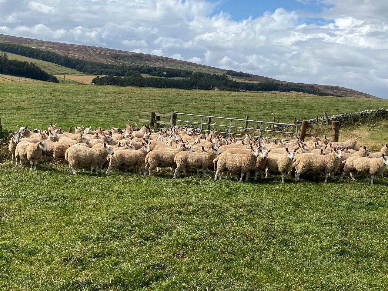 photo_2025-08-28_10-41-37 - Cheviot Mule Wedder Lambs Pic 1