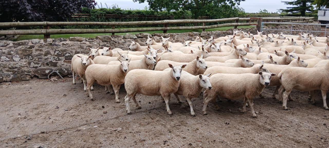 photo_2_2025-08-16_19-50-34