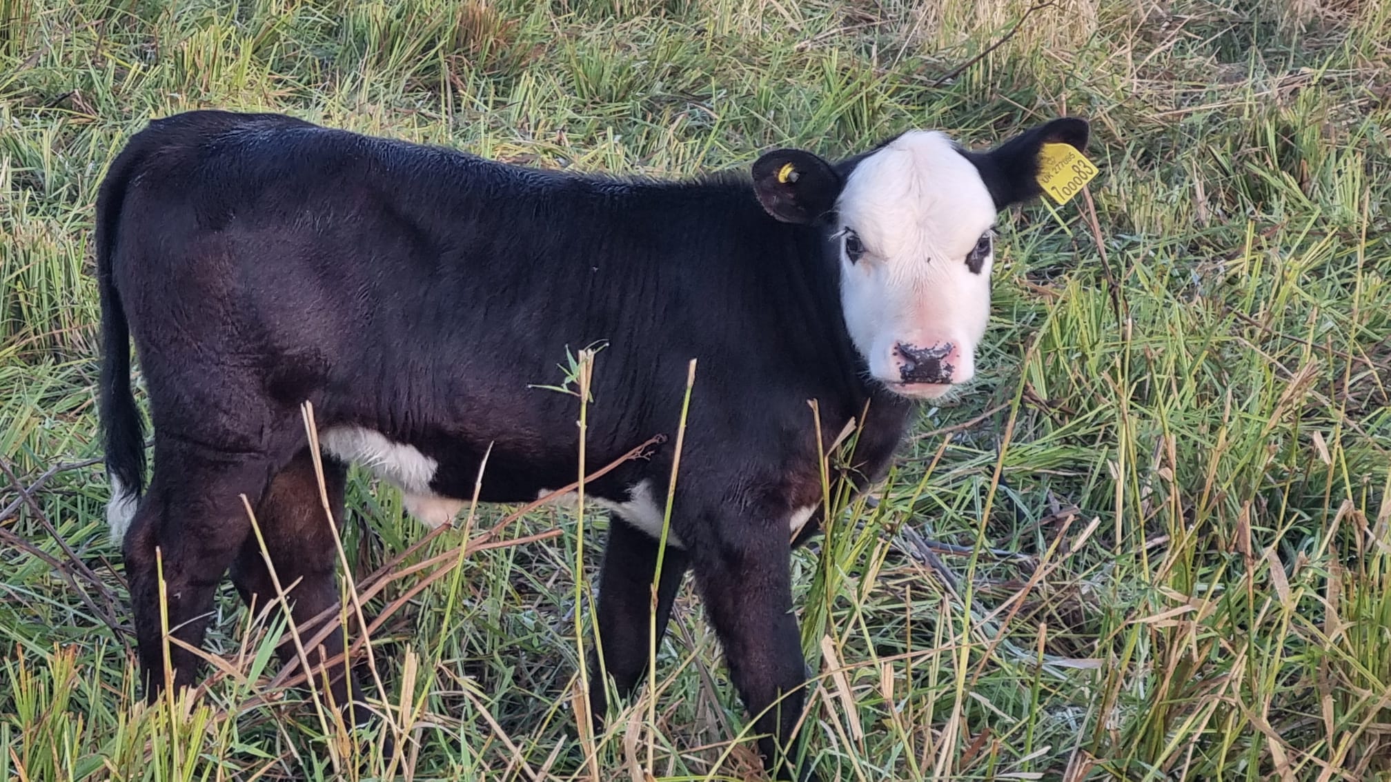 WhatsApp Image 2025-09-11 at 14.06.27 - A8