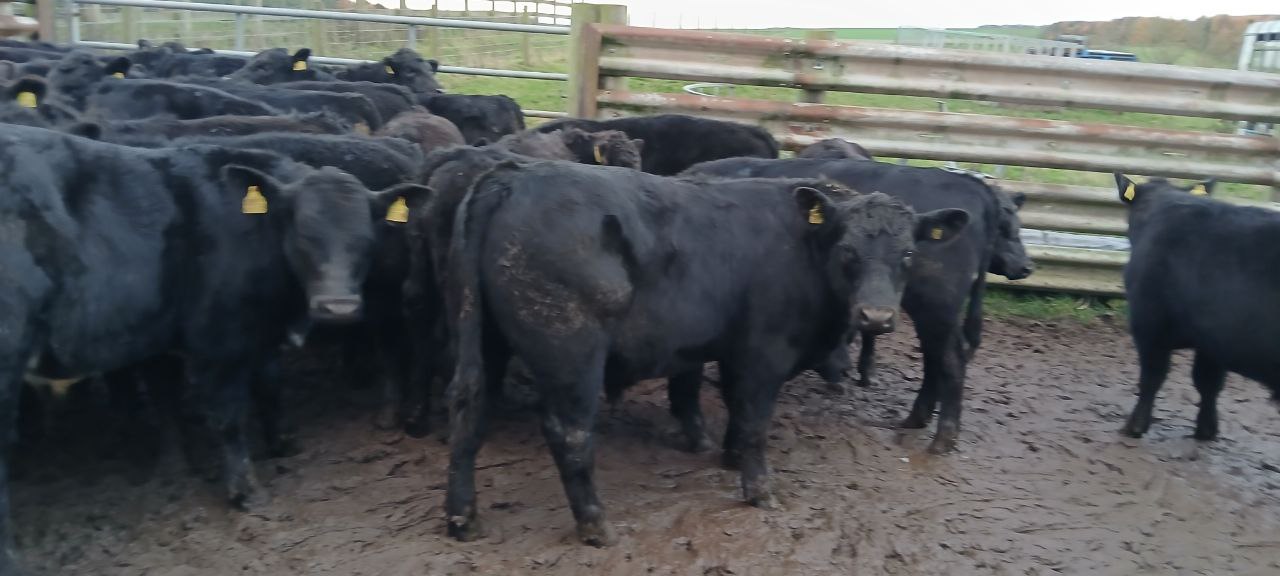 photo_2025-11-13_15-31-58 - R1