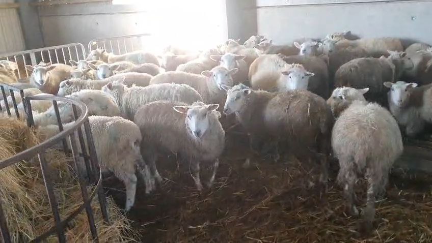 photo_2025-12-26_18-38-40- Ian