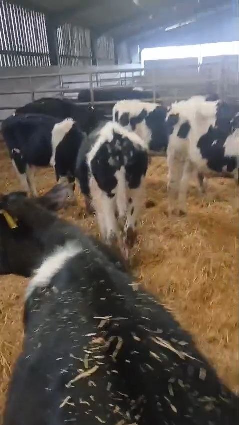 photo_2026-01-29_13-40-38 - murray 1