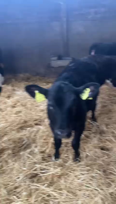 vf_VID-20260121-WA0004_10000 - G1