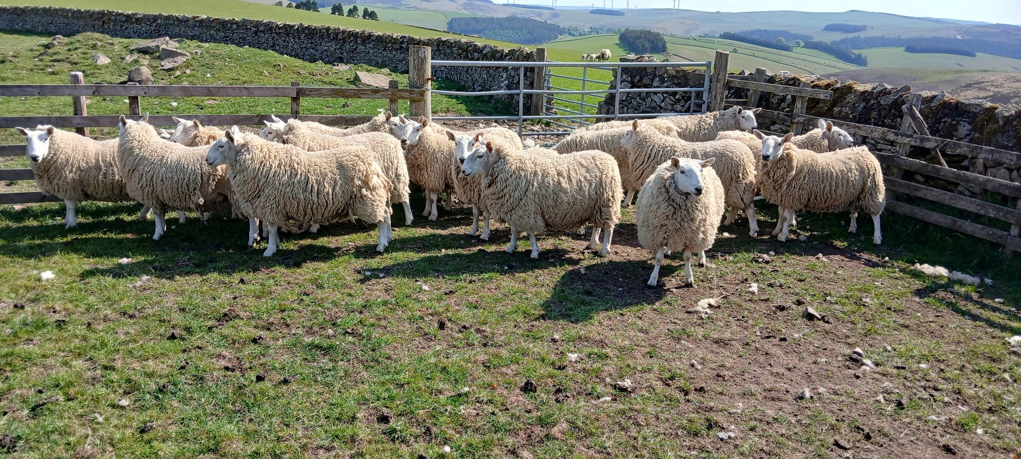 sheep_photo_3_under_2MB